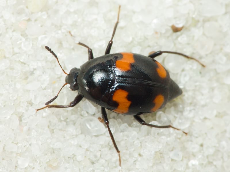 Scaphidium quadrimaculatum Olivier, 1790